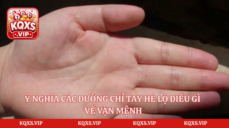Ý Nghĩa Các Đường Chỉ Tay Hé Lộ Điều Gì Về Vận Mệnh